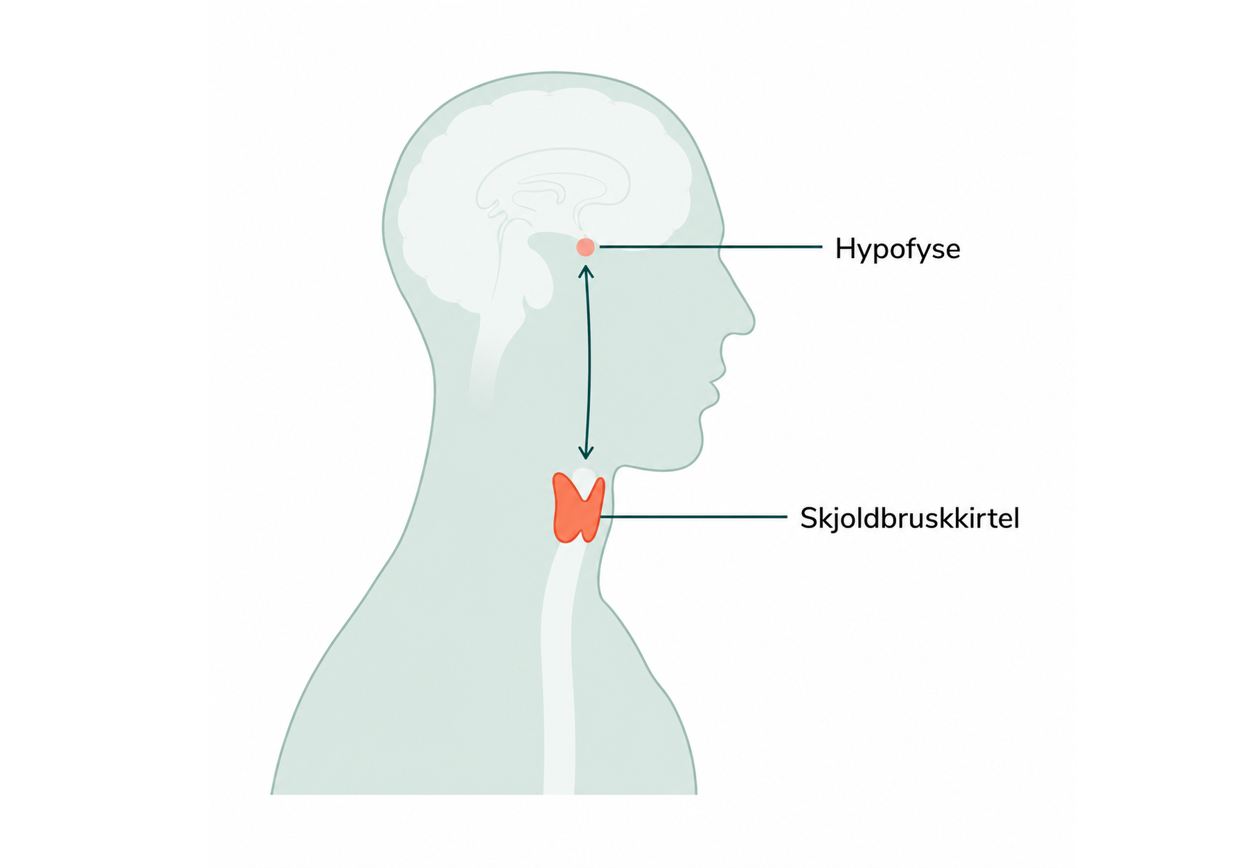 Stofskiftesygdom - illustration af hypofyse og skjoldbruskkirtel