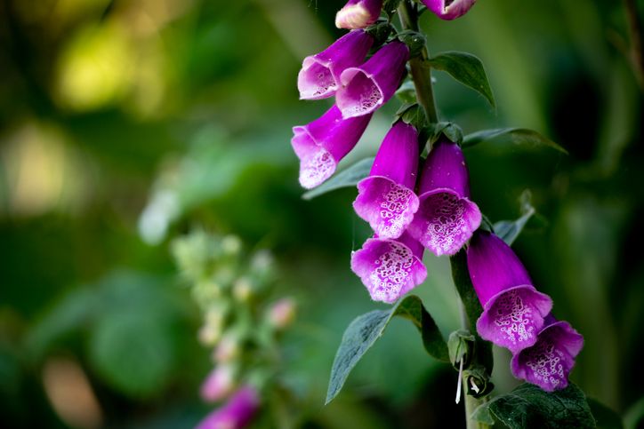 digoxin-fra-digitalis-fingerboel-istock.jpg