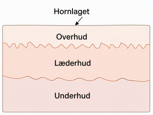 Illustration af hornlag, overhud, læderhud og underhud