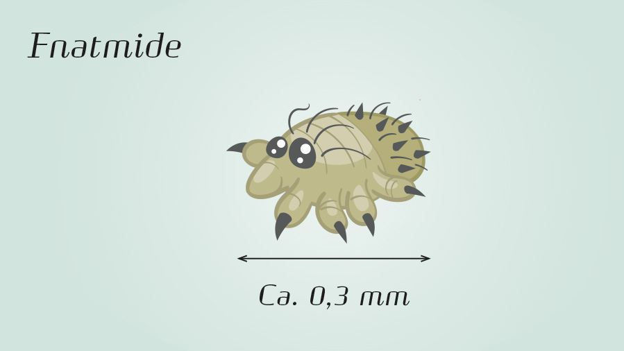 Illustration af fnatmide